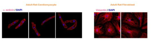 심근세포 및 섬유아세포의 분리 확인