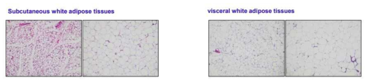 고지방식이 비만 유도 동물 모델에서 백색지방 조직