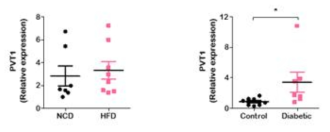 고지방식이 유도 비만 동물모델과 당뇨병 rat 모델에서 PVT1 발현의 차이