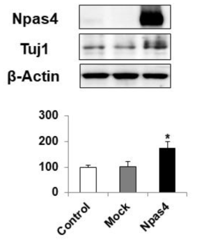 Npas4 과발현에 의한 Tuj1에 대한 영향