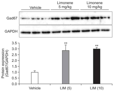 Limonene 투여에 의한 Gad67의 발현 증가