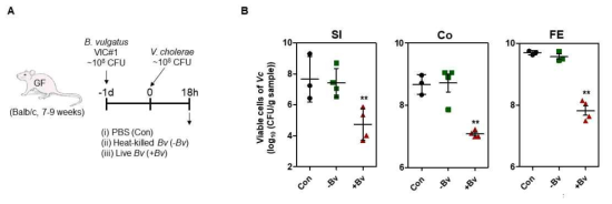 Bv 존재가 콜레라균의 장내 정착에 미치는 영향