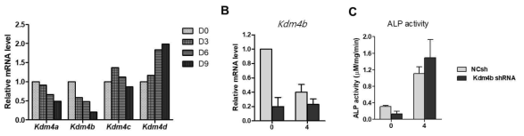 kdm4b/Jmjd2b 유전자 발현 억제에 의한 조골세포분화 촉진. (A) Calvaria에서 osteoblast를 분리한 후, 조골세포 분화과정에서 Kdm4/Jmjd2 family의 mRNA 발현 조사 (B, C) Jmjd2b를 shRNA를 이용하여 제거하고 조골세포 분화과정에서 ALP activity를 측정함
