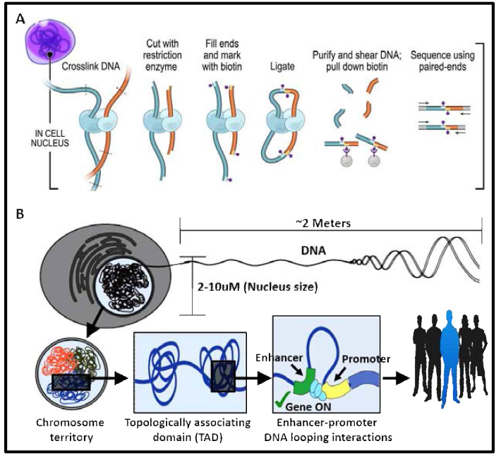 (A) Hi-C 실험 방법. (B) 염색질은 계층적 3차 구조 (higher-order chromatin structure)를 형성하여 핵 안에 존재