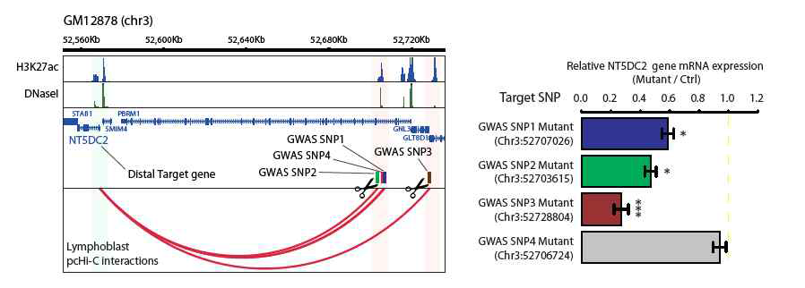 CRISPR/Cas9 기반 인핸서 타겟 유전자 관계 검증 실험 결과. 오른쪽은 RT-qPCR 결과