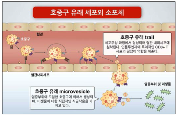 호중구 유래 세포외 소포체인 trail과 microvesicle