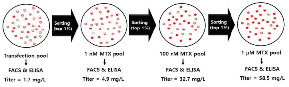 dhfr/MTX 증폭 시스템을 활용한 단백질 의약품 고생산성 동물세포주 pool 제작
