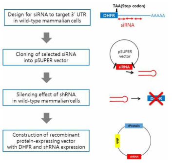 1차년도 dhfr 타깃 siRNA 포함 단백질 발현벡터 확립 실험도
