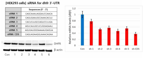 HEK293 세포에서 dhfr 유전자 타깃 siRNA 선정