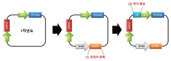dhfr 타깃 siRNA 포함 단백질 고발현벡터 개발을 위한 구성요소 도입