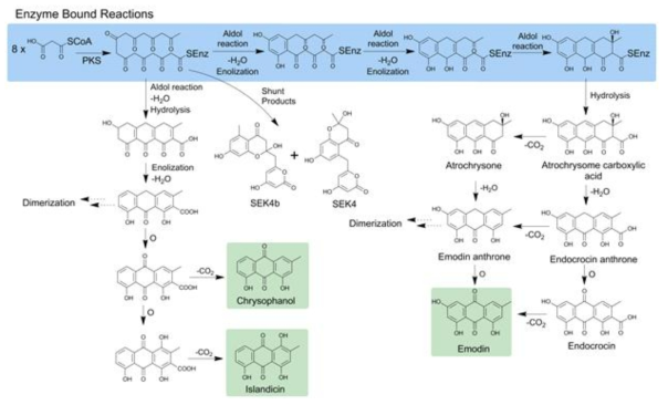 PKS mediated proposed biosynthesis pathway for anthraquinones