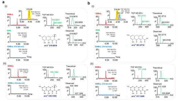 (a) (i) Extracted ion chromatogram (EIC) for mass 319.08 Da in chalcone synthase-like (CHS-L) (Sto07g228250/Sto_181810), chalcone synthase (CHS) (Sto03g054970/ Sto_347910), and heat denatured CHS-L comprised reaction mixtures containing malonyl-CoA as substrate. Inset shows zoomed region of the EIC chromatogram. (ii) EIC for mass 335.13 Da in CHS-L and heat denatured CHS-L enzyme comprised reaction mixtures containing 13C3-malonyl-CoA. b) (i) EIC for mass 301.07 Da in CHS-L, CHS, and heat denatured CHS-L comprised reaction mixtures containing malonyl-CoA as substrate. (ii) EIC for mass 317.12 Da in CHS-L and heat denatured CHS-L enzyme comprised reaction mixtures containing 13C3-malonyl-CoA