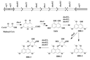 분석된 유전자 지도에 의한 예상되는 1,3,6,8-tetrahydroxynaphthalene (THN) 유도체의 생합성 과정