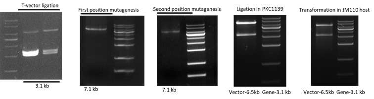 8번째 domain DH mutagenesis 하기 위해 제작된 plasmids