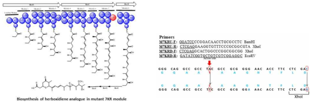 7번째 domain KR mutagenesis 균주에서 생산 될 것으로 예상되는 herboxidiene 유도체 및 관련 제작된 primer