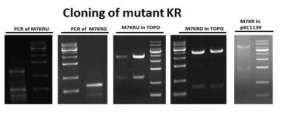 7번째 domain KR mutagenesis 하기 위해 제작된 plasmids