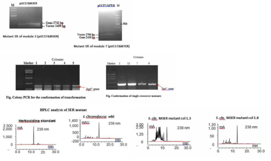 S. chromofuscus에 plasmid 전이 및 확인 및 S. chromofuscus and S. chromofuscus △3ER 균주 대한 Mass 분석