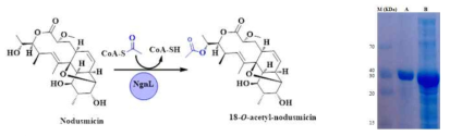 NgnL 효소에 의한 Nodusmicin과의 반응과 Expression of pET32-ngnL in E. coli BL21 (DE3) (MW ~ 35 Kd a). (A) 100 mM purified fraction and (B) crude fraction