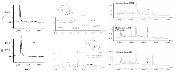 정제된 NgnL (A)와 in activated NgnL (B)에 의한 Nodusmicin과 반응 결과에 대한 HPLC 및 Mass 분석 및 Nocardia sp. CS682 야생균주(A), Nocardia sp. DB/pNV18ngnL (B), Nocardia sp. DB (C) 결과