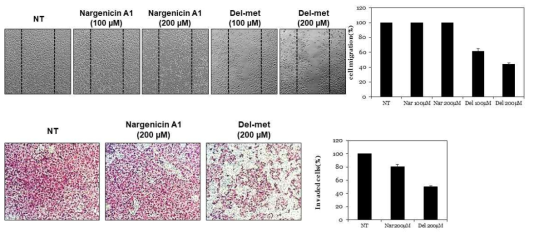 AGS 위암세포에 대한 Nargenicin A1과 Nargenicin D1 비교