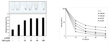Rhamnosyl 기가 있는 THN에 대한 melanin 형성 효과 및 UV 방어효과