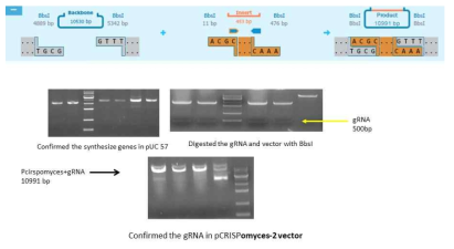 treptomyces tenebrarius에서 Apramycin 생합성 유전자를 제거하기위한 CRISPR/Cas9 전략