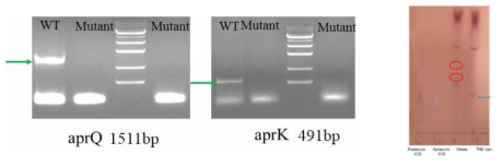 WT과 mutant 균주에 대한 PCR 방법으로 유전자 제거 확인