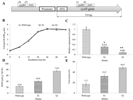 (A) CRISPRi system, (B) LB 배지 (OD600)에서 세포 성장 비교, (C) qRT-PCR analysis, (D) PAPS의 농도, (E) CRISPRi system cysH gene이 삽입된 균주와 야생균주에서 전환률 비교