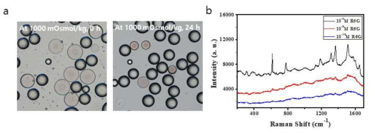 a 고장성 (hypertonic) 조건에서 삼투압차에 의한 액적의 크기 변화. b 고농축된 금나노 입자에 따른 Rhodamine 6G SERS 그래프