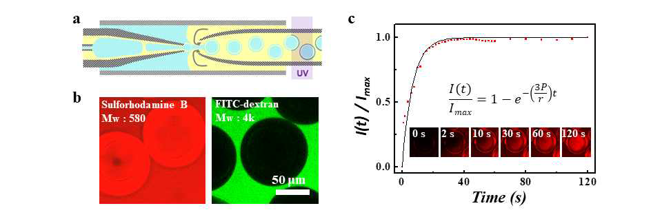 a 삼중액적을 형성시키기 위한 미세유체소자 모식도. b 형광 물질의 크기에 따른 선택적 투과도. c sulforhodamine B에 대한 투과도