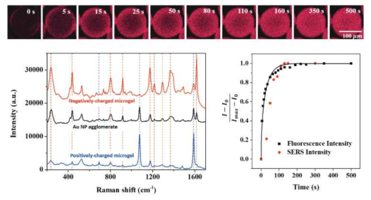 음전하 마이크로젤 센서를 이용한 malachite green의 uptake 및 SERS 신호