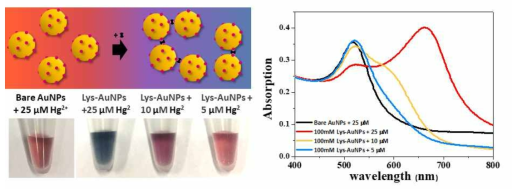 라이신 (lysine)기가 붙어 있는 금나노 입자를 이용하여, 수은이온 농도에 따른 색변화와 반사스팩트럼 변화를 통한 수은이온 검출