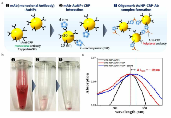 a 항체를 이용한 CRP 검출 모식도. b 시간에 따른 aggregates 형성. c CRP 와 항체에 따른 흡수 스펙트럼