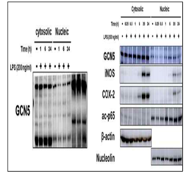 GCN5 translocated from cytosol to nucleuis in BV-2 microglial cells