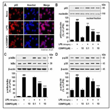 Inhibitory effects of LPS-induced nuc lear translocation of NF-κB and phosphorylatio n of p38 MAPK by CDMPO
