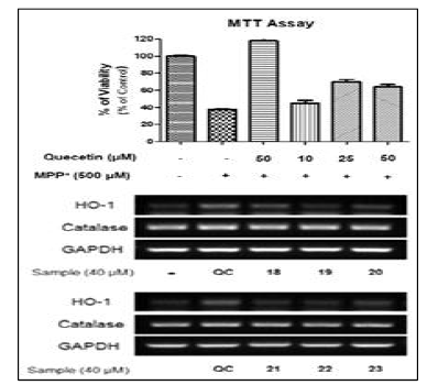 Neuroprotection by Quercetin against MPP+-induced cell death in N27-A cells