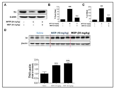 MOP alleviates motor deficits in MPTP-induced acute parkinsonism mice model