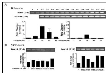 Piperine metabolites increased Nurr1 m RNA in PC12 cells