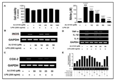 Asarone derivate (AJ-2143) decreased proinflammatory cytokines in BV-2 microglia