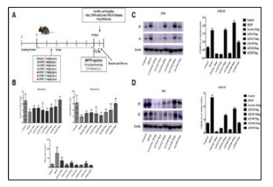 Asarone and its derivates alleviates motor deficits in MPTP-induced acute parkinso nism mice model