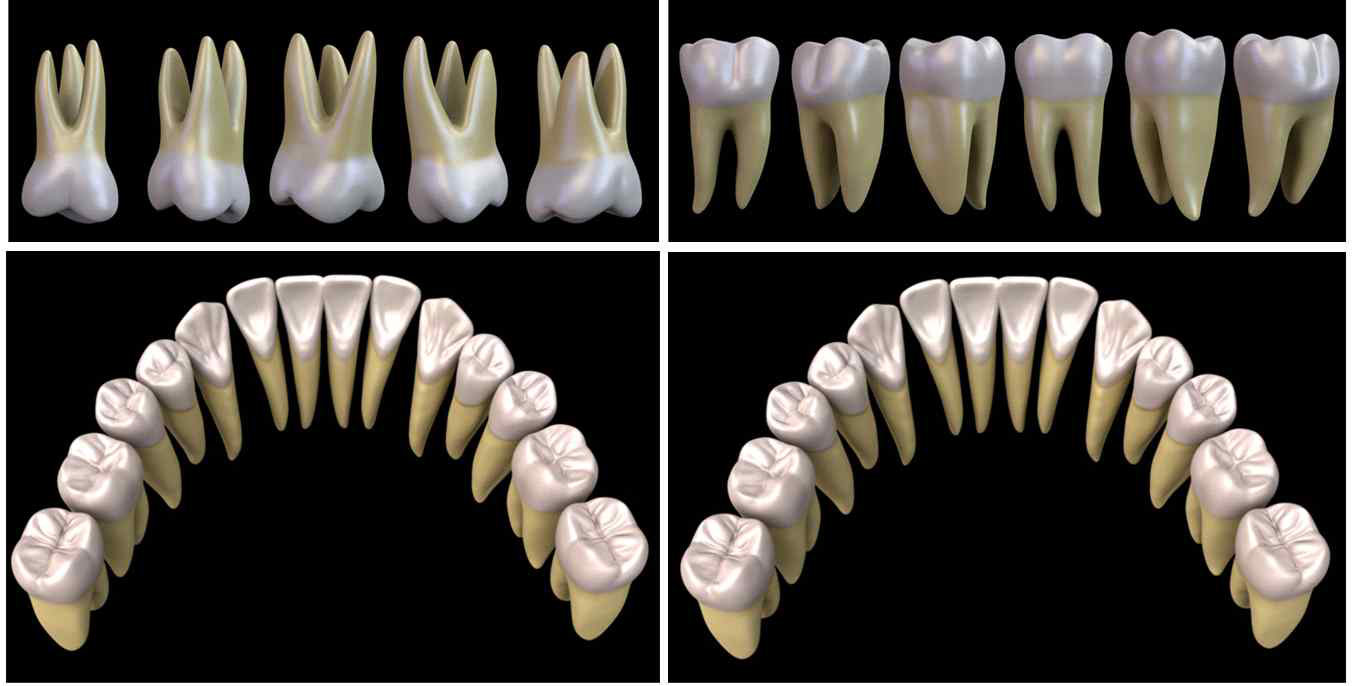 한국인의 평균계측치를 이용하여 제작한 치아의 3D 객체