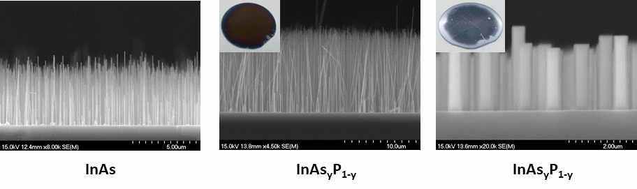 실리콘 기판 상 성장된 InAsyP1-y 나노와이어 SEM 사진(오른쪽으로 갈수록 P조성비가 증가함)