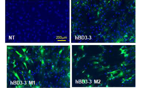 human bone marrow derived MSCs에 대한 FITC-peptide 세포 투과도
