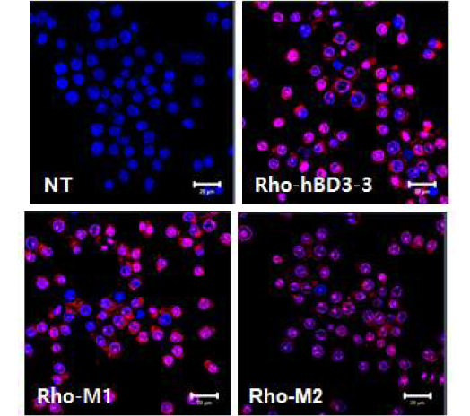 murine macrophage Raw264.7 에 대한 Rhodamine-peptide의 세포투과도