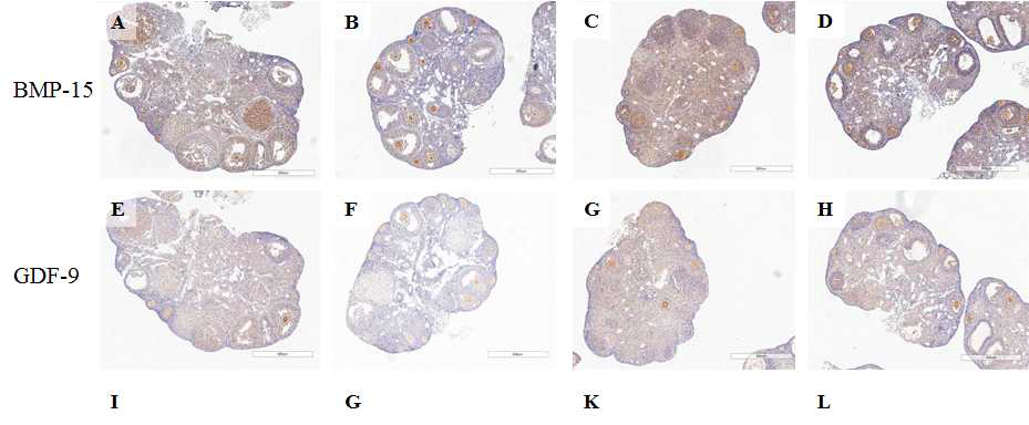 Immunohistochemical staining of BMP-15, and GDF-9 from ovaries of mice in the control and experimental groups (A, E) Control, (B, F) Control+ NaC, (C, G) VCD-induced premenaouse (D, H) Control+ NaC