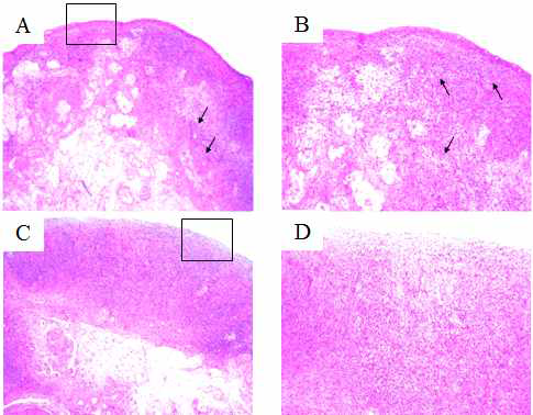 Histology of human ovarian cortical tissue. (A) Prominent single layer of OSE and stroma devoid of follicles in 56-years ovarian tissue (C) Loss of epithelial cells and disorganized stroma were evident in 82-years ovarian tissue (A, D) X 100, (B, D) X400
