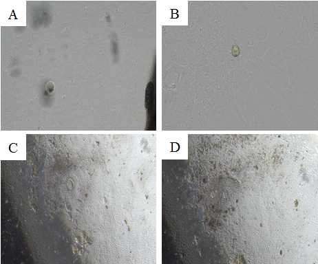 고령 마우스(6개월)의 scraped-OSE의 체외 배양 후 세포의 형태적 변화 관찰 (A) 체외배양 1일후, (B) 대조군 0 mM (C) NaC 10mM, (D) NaC 100mM