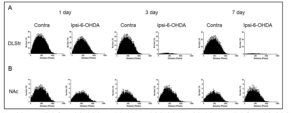 (A) 6-OHDA 주입 후 DLS에서 나타나는 도파민 시냅스들 사이의 거리 분포 변화. (B) 6-OHDA 주입 후 NAc에서 나타나는 도파민 시냅스들 사이의 거리 분포 변화