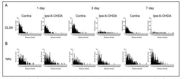 (A) 6-OHDA 주입 후 DLS에서 나타나는 도파민 시냅스들 사이의 최단거리 분포 변화. (B) 6-OHDA 주입 후 NAc에서 나타나는 도파민 시냅스들 사이의 최단거리 분포 변화