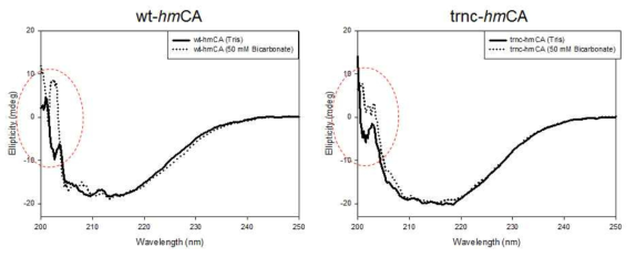Bicarbonate에 의한 wt-hmCA와 trnc-hmCA의 CD spectrum의 변화